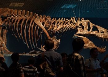 dinoszauruszkövület