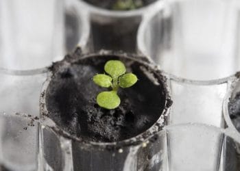 Először sikerült növényt termeszteni holdi talajon