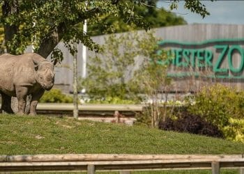 chester zoo