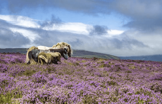 Brecon Beacons Nemzeti Park